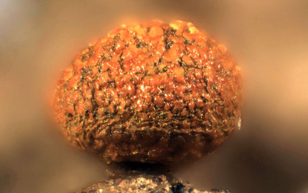 Physarum lateritium?